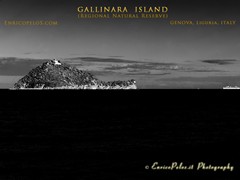GALLINARA ISLAND 8039 bn - ph Enrico Pelos